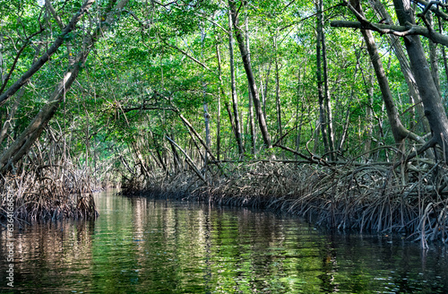 Swamp cutting through the mangrove forest of Trinidad with reflections of trees in the forest and sun shining through the trees.