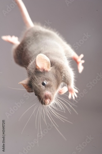 a mouse in gray background