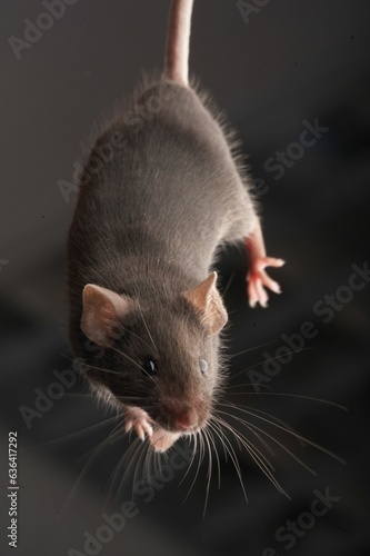 photo of a mouse with gray background