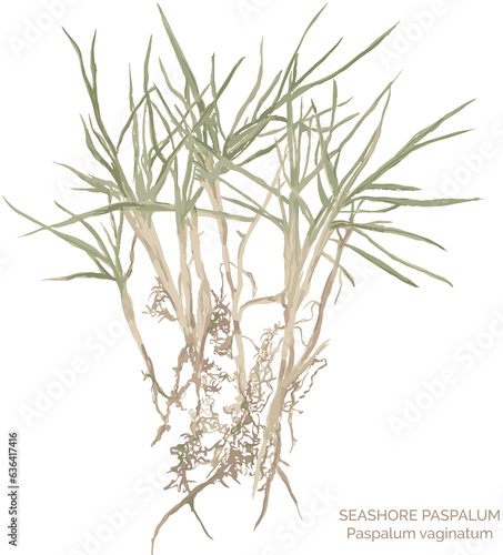 watercolor art vector illustration and PNG of color and black-and-white seashore paspalum (scientific name: paspalum vaginatum) by bazany creative photo