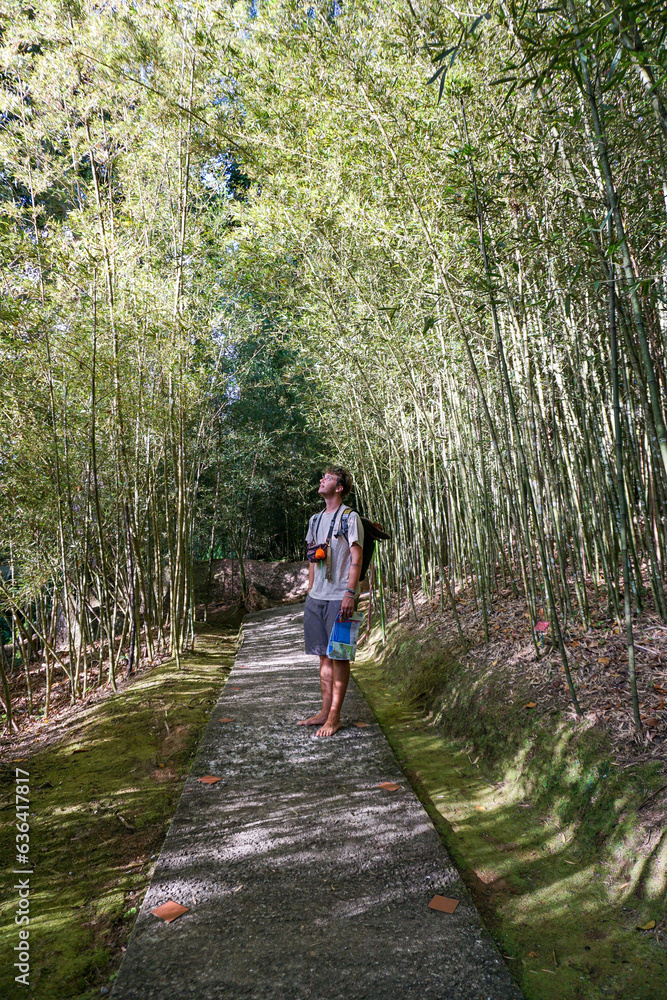 Passage au milieu des bambous 
