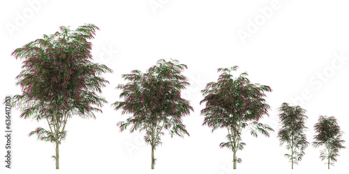 Jungle Agonis flexuosa trees shapes cutout 3d render set