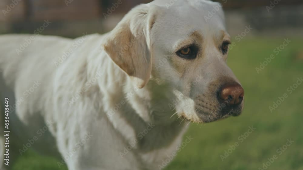 Cute white labrador standing on the grass and looking in different directions. Cute white labrador standing on the grass and looking in different directions.