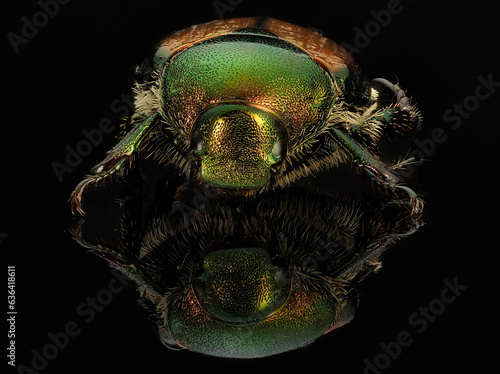 Front view close-up and clorful picture of a Japanese Beetle with reflective view on black surface and black background.