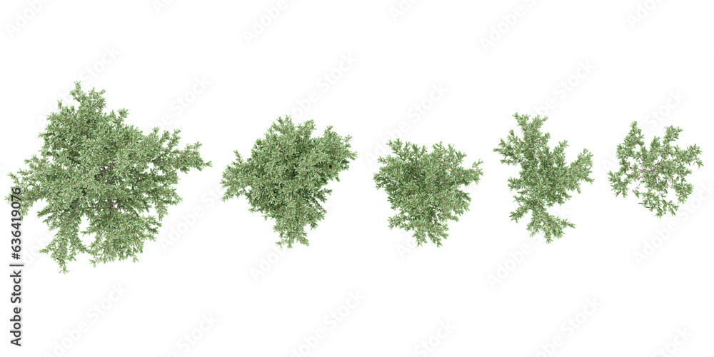 Prosopis chilensis green trees shape top view cut out transparent backgrounds 3d rendering Prosopis chilensis green trees shape top view cut out transparent backgrounds 3d rendering