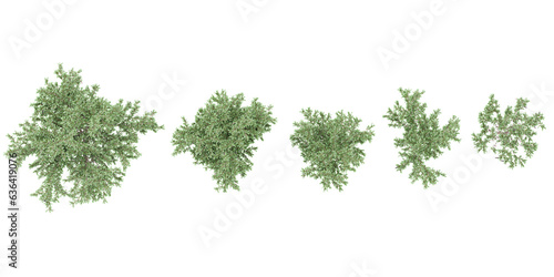 Prosopis chilensis green trees shape top view cut out transparent backgrounds 3d rendering