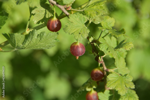 a gooseberry berry on a bush photo without filters