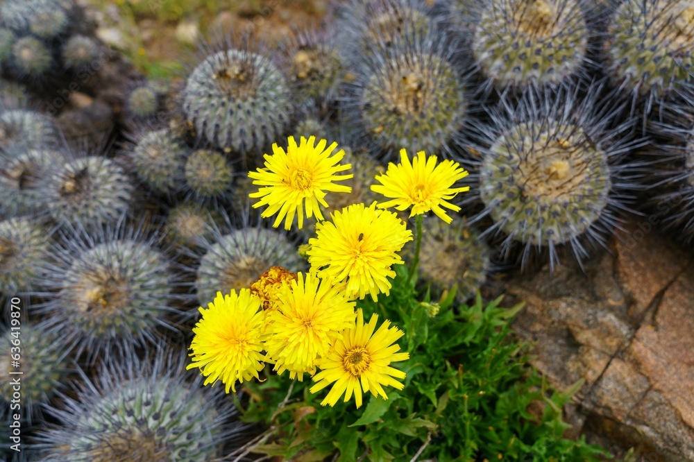 Overhead view of yellow dandelions growing next to circular cacti Overhead view of yellow dandelions growing next to circular cacti