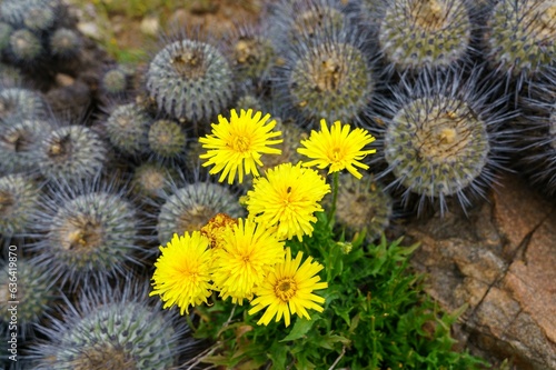 Overhead view of yellow dandelions growing next to circular cacti