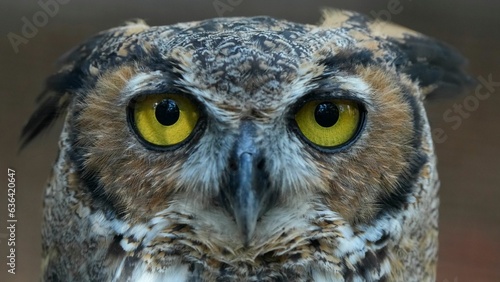 Closeup portrait of an owl