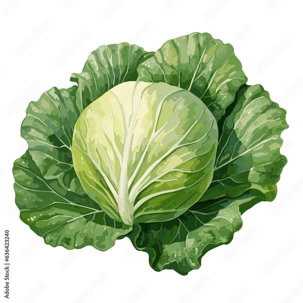 Fototapeta premium Cabbage watercolor vector illustration, Vegetable isolated on transparent background, AI Generative
