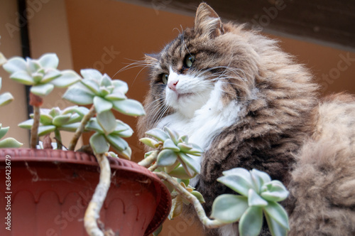 close up portrait of a cat and a succulent plant