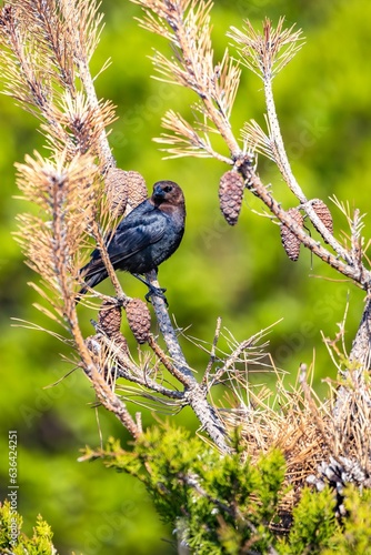 Chestnut-capped blackbird (Chrysomus ruficapillus) bird perched atop a pine tree branch, photo