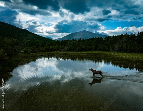 Scenic view of a moose standing in a lake surrounded by green forest on a cloudy day photo