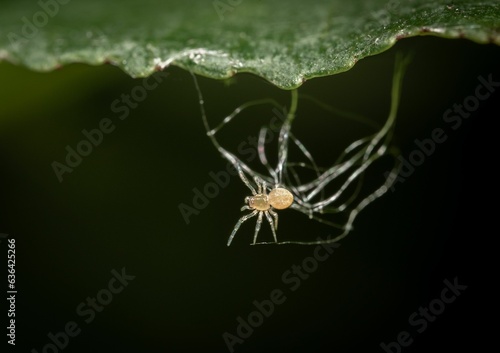 Photography Bolas spider (Mastophora cornigera) spider on a lush green leaf