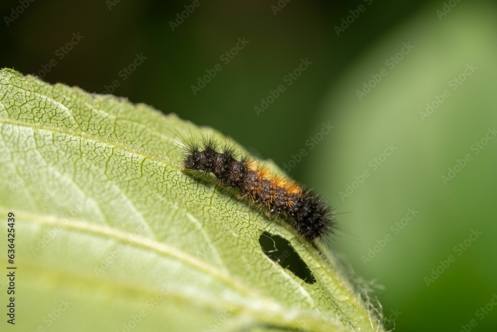 Vibrant close-up of a small Salt Marsh Moth perched on a green leaf in the warm sunshine Vibrant close-up of a small Salt Marsh Moth perched on a green leaf in the warm sunshine