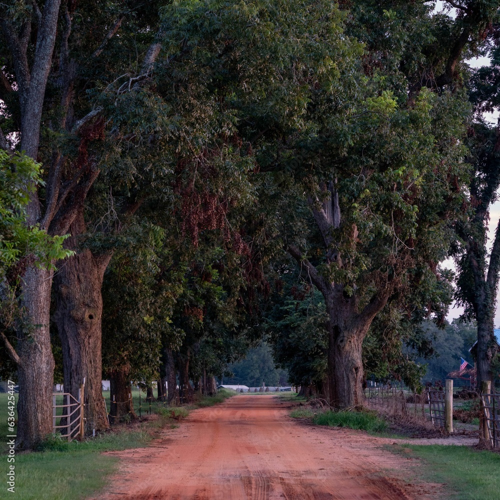 Obraz premium Long, unpaved dirt road lined with trees on either side and a wooden fence running parallel to it