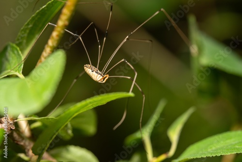 Close-up of a Leiobunum vittatum spider perched on a leaf photo