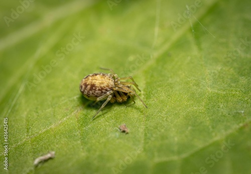 Close-up of a Nigma arachnid crawling on a bright green leaf