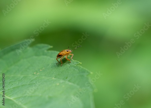 Close-up of a tiny Podisus maculiventris insect perched atop a leaf in a vibrant garden setting