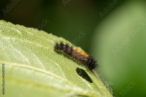Vibrant close-up of a small Salt Marsh Moth perched on a green leaf in the warm sunshine