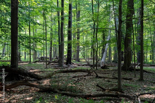 Fototapeta Naklejka Na Ścianę i Meble -  Idyllic scene of a forest-covered landscape