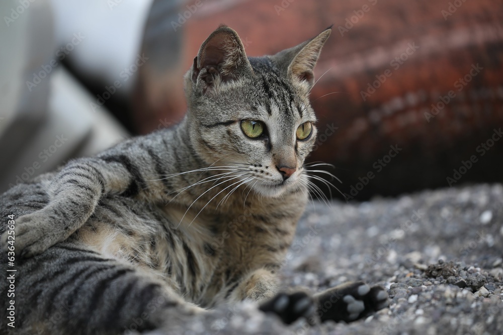 Adorable striped domestic cat lounging contentedly on a rocky surface. Adorable striped domestic cat lounging contentedly on a rocky surface.