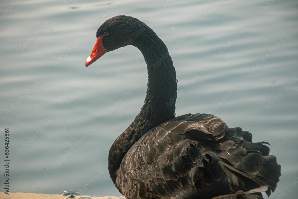 Naklejka premium Black swan near a pond