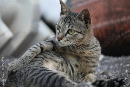 Adorable striped domestic cat lounging contentedly on a rocky surface.