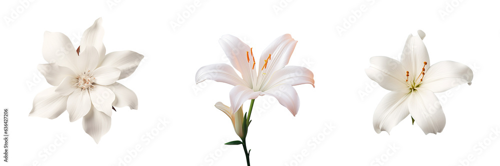 Gorgeous fragrant white flower
