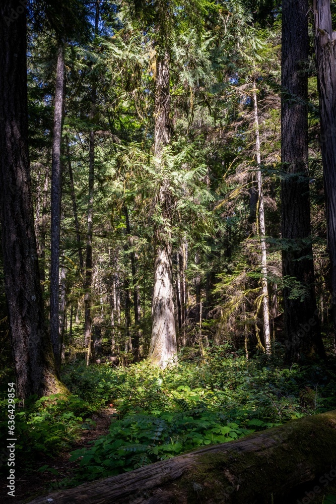 Obraz premium Tree in the Forest in Englishman River Falls Park