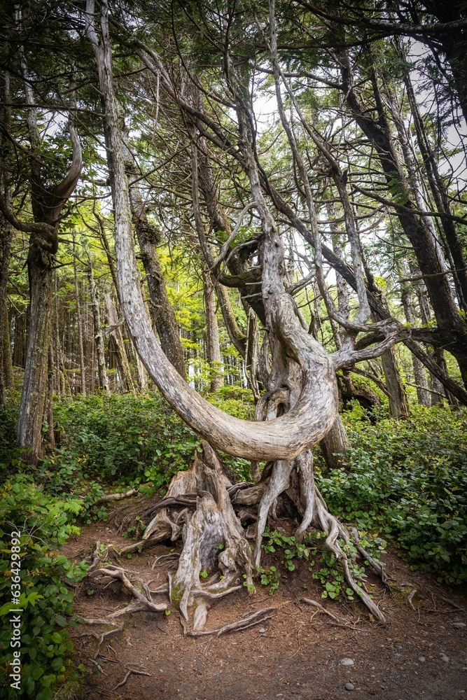 Gnarly Trees Along The Wild Pacific Trail Gnarly Trees Along The Wild Pacific Trail