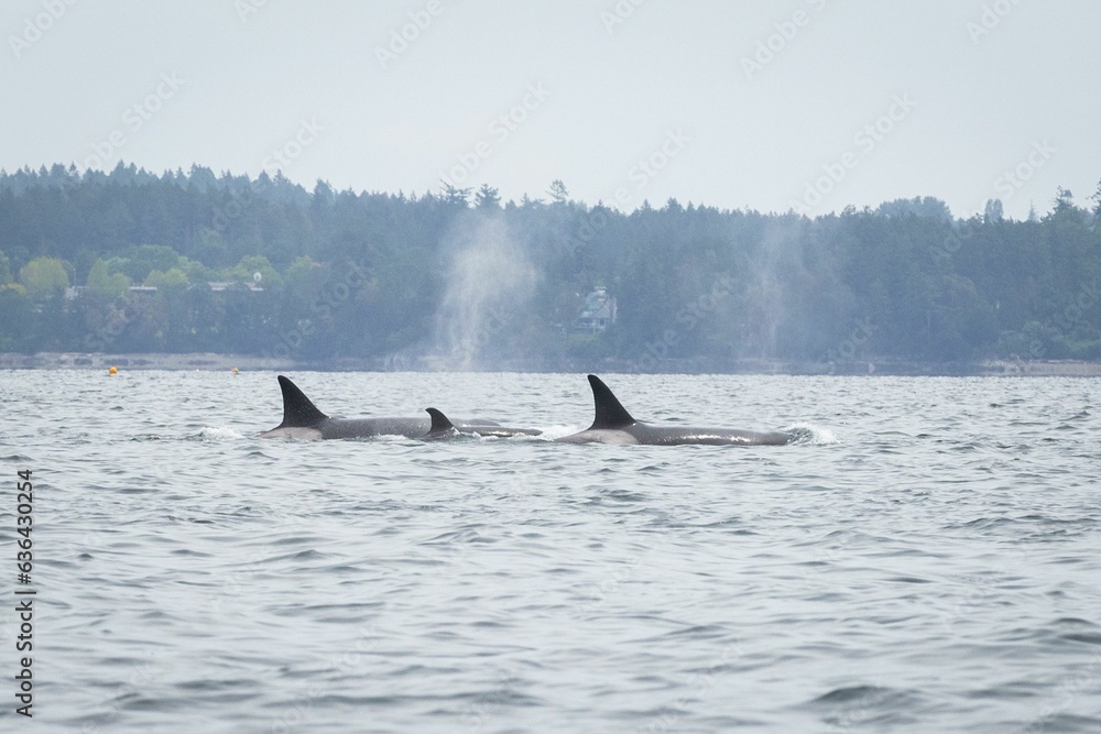 Fototapeta premium Whale Watching in Cowichan Bay