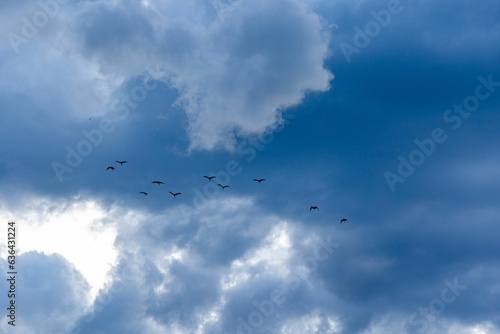 Low angle of birds soaring in the sky at Chughureti Bridge in Tbilisi, Georgia