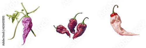 Manipuri pepper is very hot photo