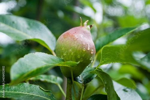 Young Pear