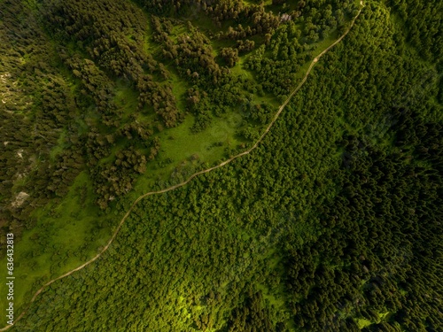 Vibrant forest landscape featuring an abundance of lush foliage in Hatsvali, Georgia