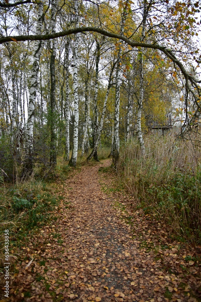 Idyllic outdoor scene featuring a grassy forest trail leading into the distance Idyllic outdoor scene featuring a grassy forest trail leading into the distance
