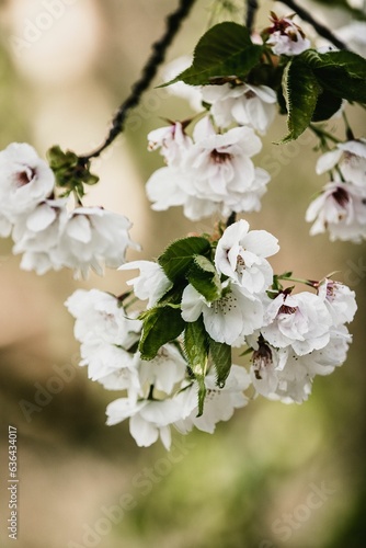 Foto Vertical closeup of a blooming apple tree in spring