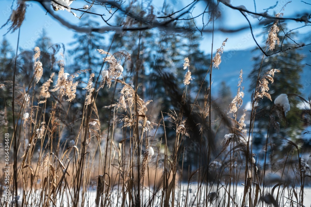 Obraz premium Landscape view of the snow-capped forest