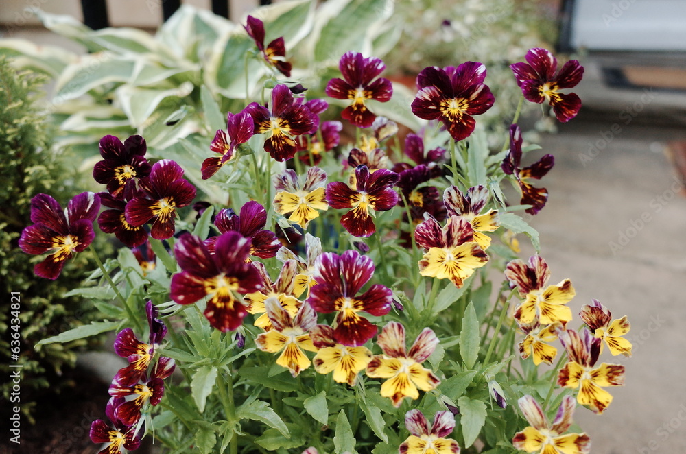 variegated pansy flowers