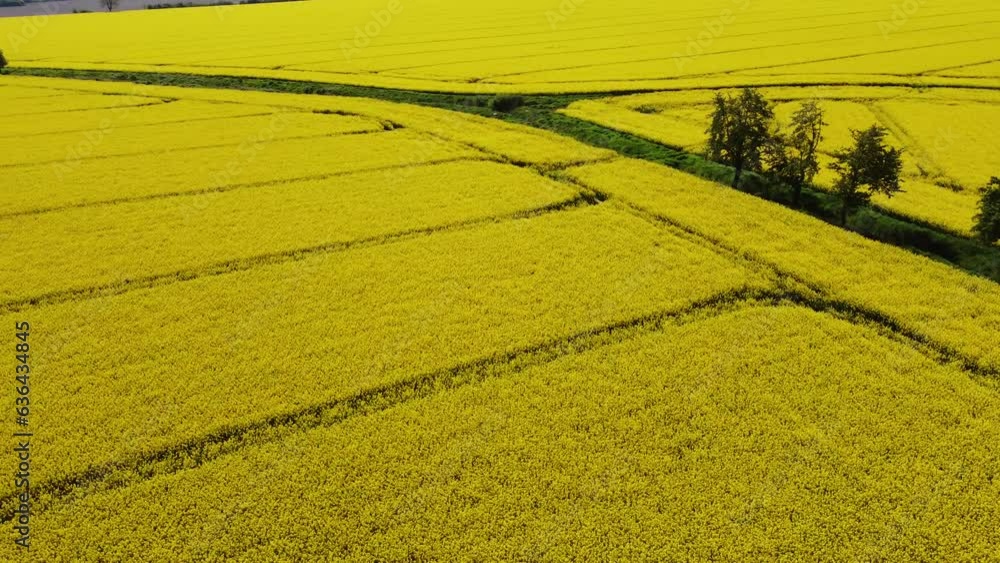 flight over agricultural fields of yellow rapeseed crossed by parallel lines of tractor tracks flight over agricultural fields of yellow rapeseed crossed by parallel lines of tractor tracks