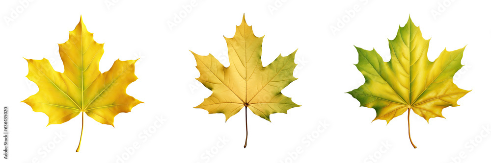 Fototapeta premium Green yellow leaf in the fall
