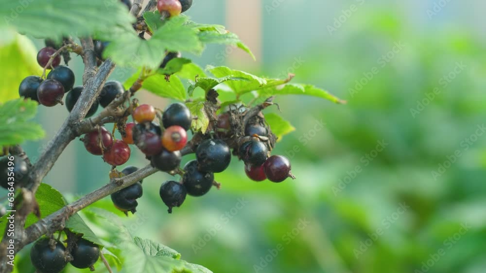 close-up handful of black currant grows on a branch on a summer day. natural antioxidant. ripe blackcurrant on a branch. berry harvest close-up handful of black currant grows on a branch on a summer day. natural antioxidant. ripe blackcurrant on a branch. berry harvest