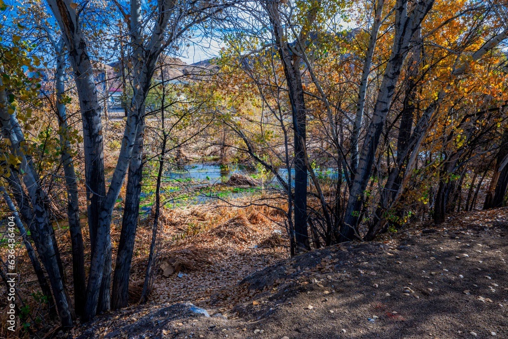 Scenic shot of trees in a forest covered with autumn leaves with a small lake seen behind them Scenic shot of trees in a forest covered with autumn leaves with a small lake seen behind them