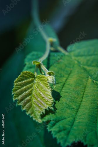 A small leaf on a large vine leaf