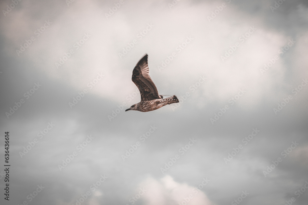Obraz premium Seagull flying