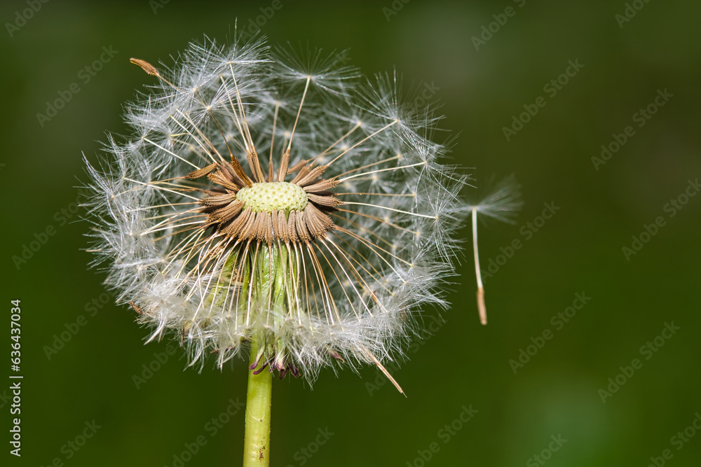 Fototapeta premium Buttercup shedding its petals for new growth