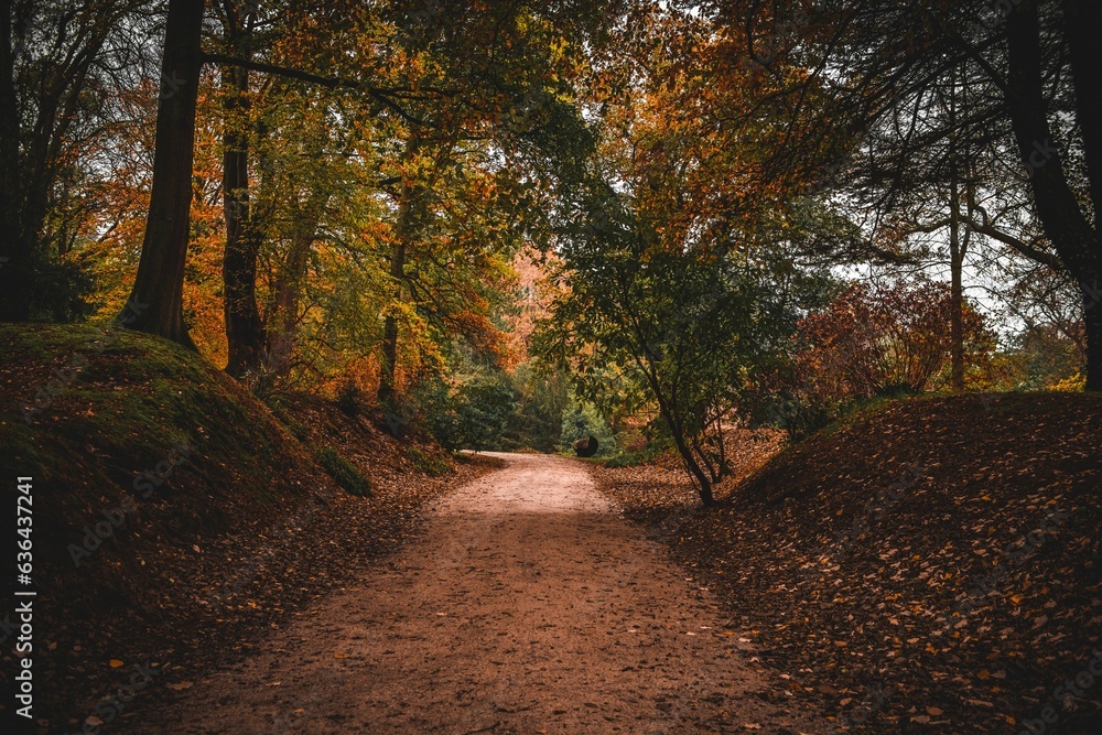 Beautiful shot of a trail through an autumn park with fallen leaves