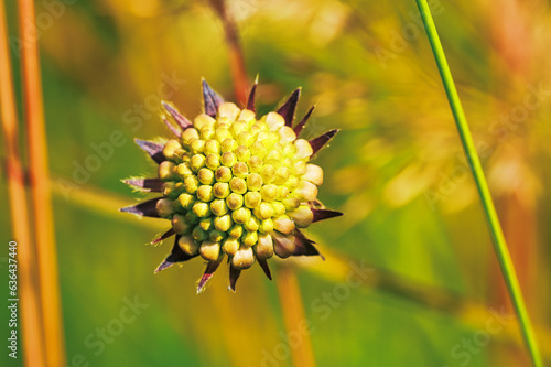 yellow flower isince sun